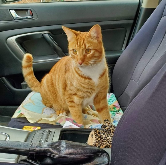 Meet your Posher, Josephine - Picture 1 of 1